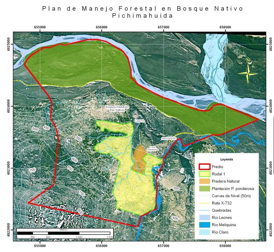 Reforestation in Pichimahuida