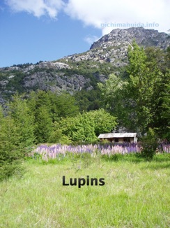 Lupins invasive
