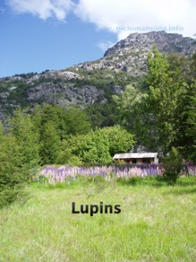 lupins