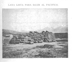 sheep in Patagonia