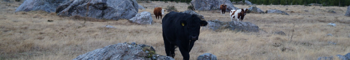 cows in Leones valley